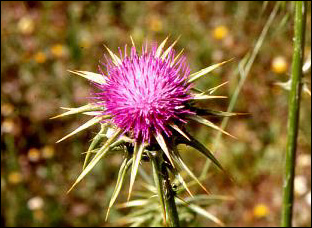 Sylibum marianum, cardo mariano