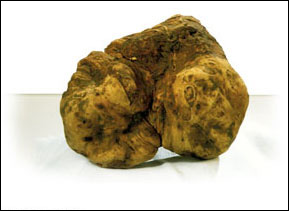 Tartufo, Hyndon, Tuber, Ramech Alchamech Tufus, Turma de Tierra, Truffe, Truffle, Hirstbrunst