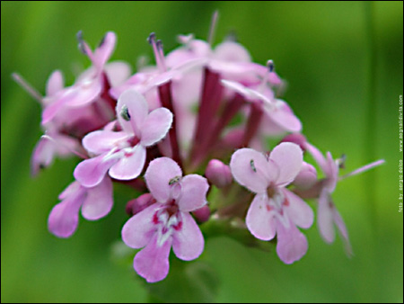 Viola del pensiero
