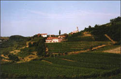 Veduta del Collio Sloveno - Goriska Brda