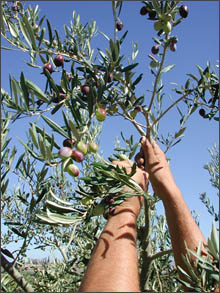 Raccolta delle olive - Azienda Agricola Sanacore (TP)