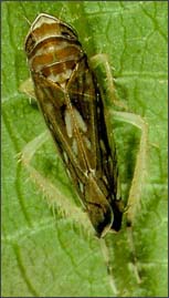 Cicalina adulta