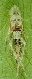 Cicalina giovane