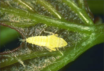 Naneide di Scaphoideus Titanus