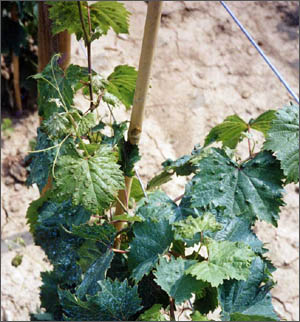 Erinosi su Malvasia