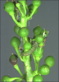 Larva di Tignoletta