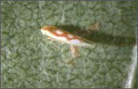 Cicalina Gialla - Zygina rhamni