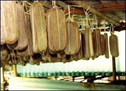 Bottarga essiccamento