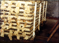 bottarga pressatura