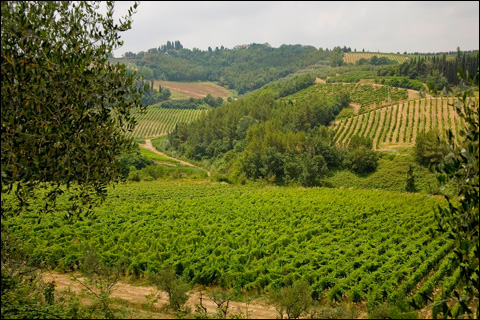San Miniato, vigneti