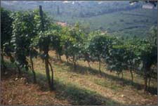 Azienda Agricola Tedeschi (VR)