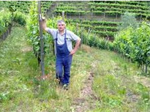 Nicolodi Alfio Azienda Vitivinicoa