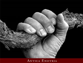 Antica Enotria Azienda Agricola