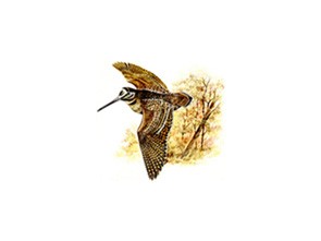 L'Arcera