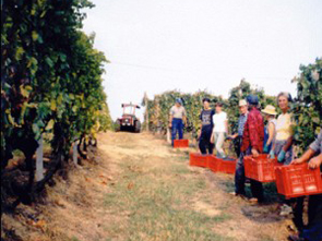 Cà di Cairè Azienda Agricola 