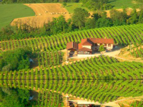 Le Vigne di Cà Nova Azienda Agricola