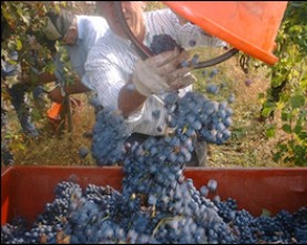 Tenuta La Costaiola