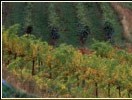 Dea Rivalta Azienda Agricola