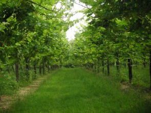 Gatti Azienda Agricola