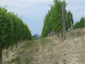 Giovanni Rocca Azienda Agricola