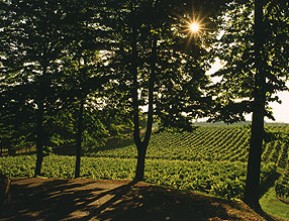 Tenuta Il Bosco 