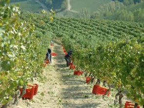 Tenuta San Pietro