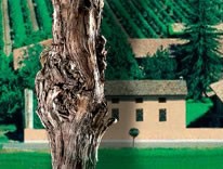 Tenuta Villanova Azienda Agricola