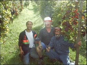 Tosi Azienda Vitivinicola