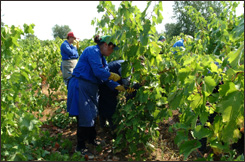 Vendemmia 2003 nell'azienda Cantine Due Palme di San Marco (BR)