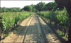 Vendemmia Azienda Agricola Mariotti Giorgio