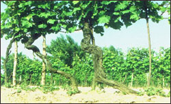 Vendemmia Azienda Agricola Mariotti Giorgio