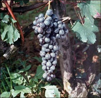 Grappolo di Freisa - Copyright TigullioVino.it