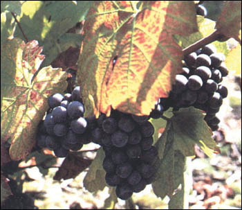 Grappolo di Gamay - Copyright TigullioVino.it