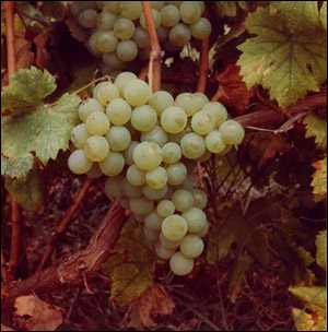 Grappolo di Moscato Bianco - Copyright TigullioVino.it
