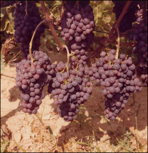 Rossese di Campochiesa