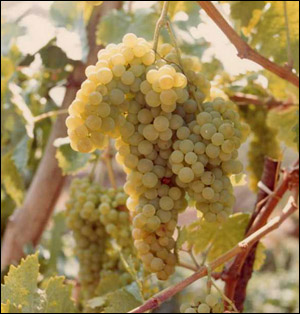 Trebbiano Toscano