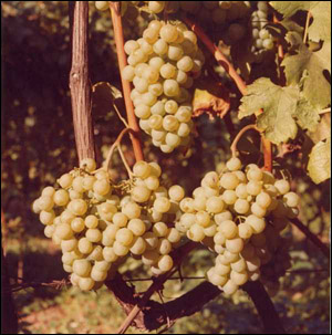 Grappolo di Vernaccia di San Gimignano - Copyright TigullioVino.it