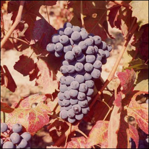 Grappolo di Barbera - Copyright TigullioVino.it