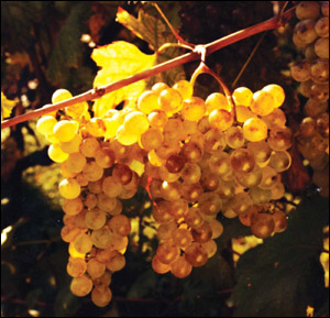 Grappolo di Vermentino - Copyright TigullioVino.it