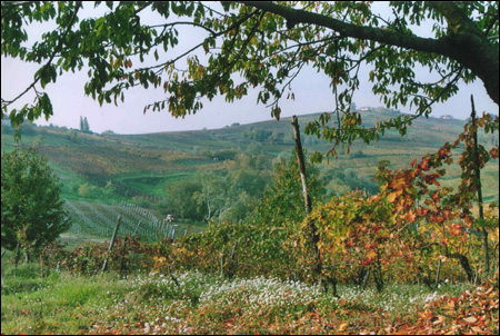 Vigneti Oltrepò Pavese