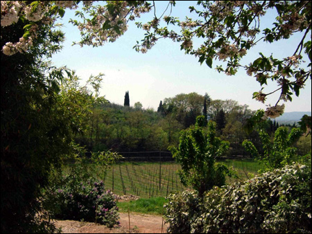 Vigneti Villa La Ripa