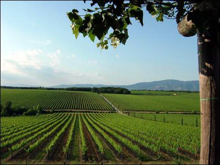 Vigneti Tenuta Braccesca Antinori