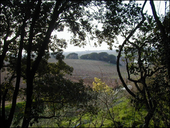 Tenuta Ladronaio